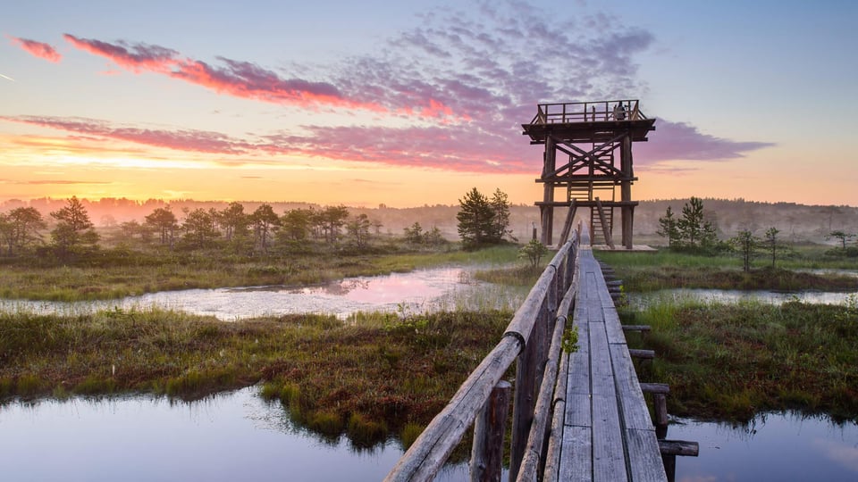 estonian-bog-trail-1